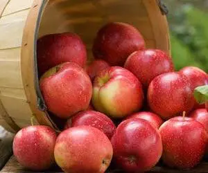 SweetTango Apples—A Juicy Bite of Autumn