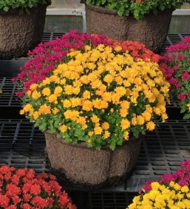 14" Multicolor Garden Mum