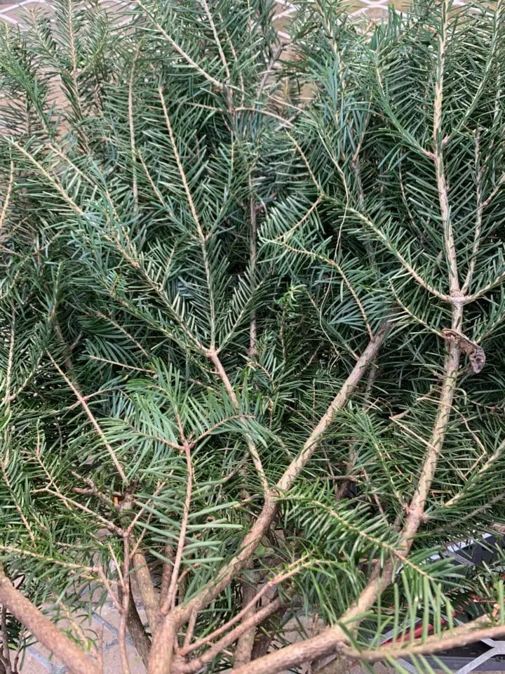 Balsam Fir Boughs