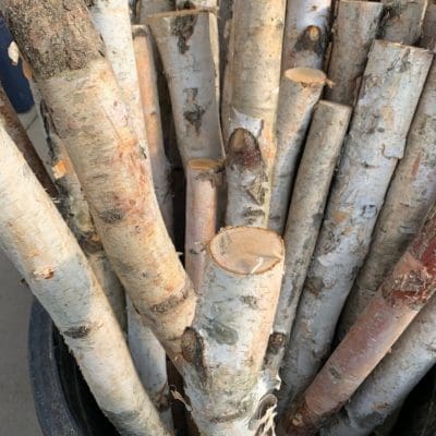 Birch Poles