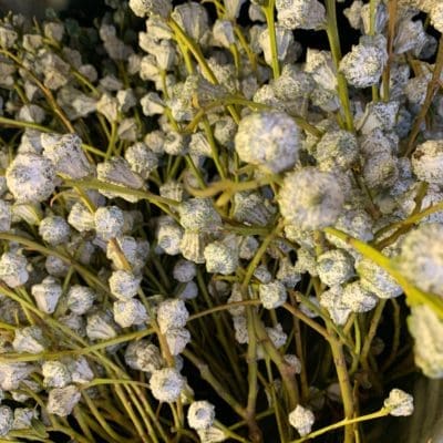 Eucalyptus Pods
