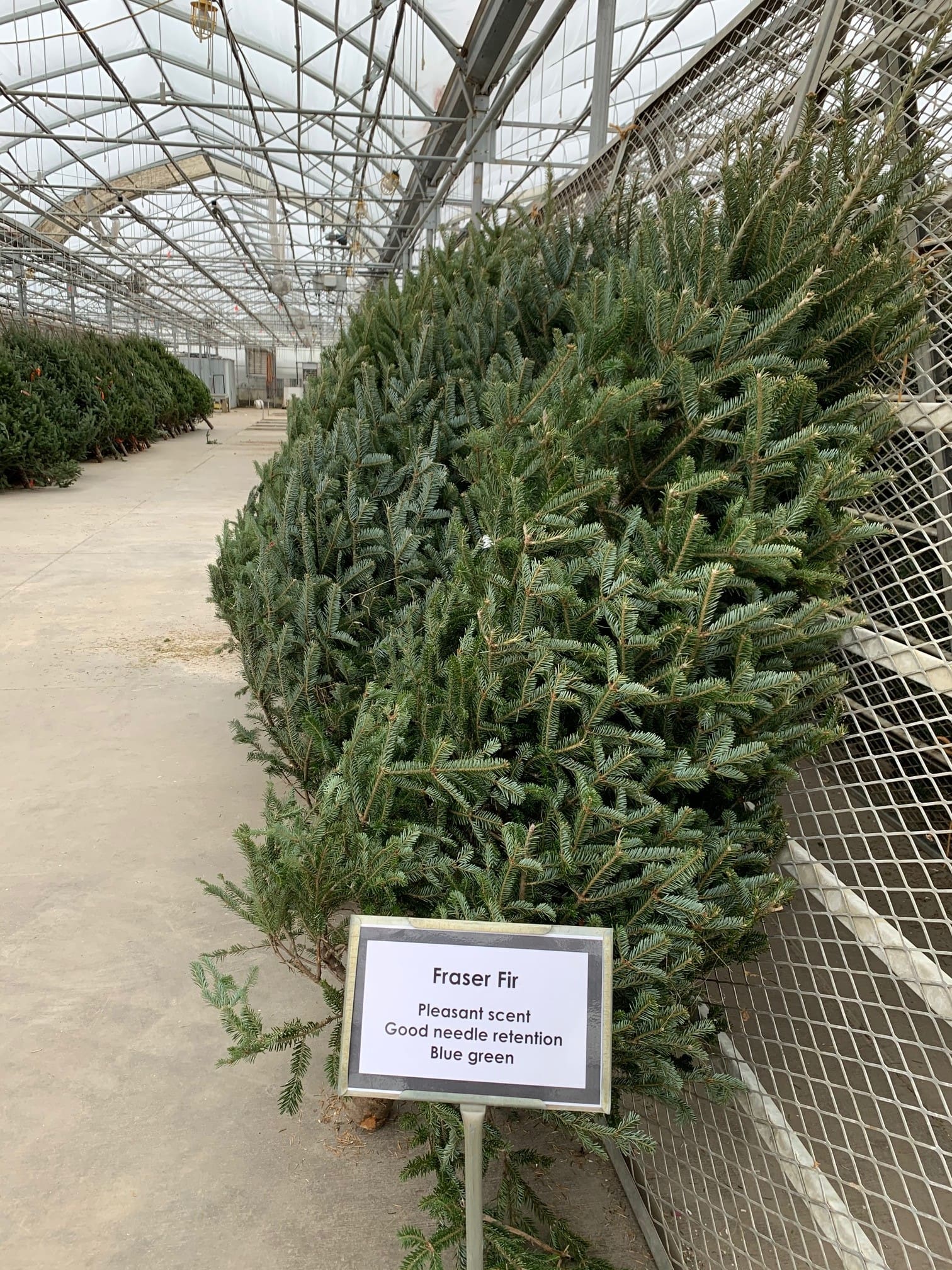 5.5' 11' Fraser Fir Christmas Trees Pahl's Market Apple Valley, MN