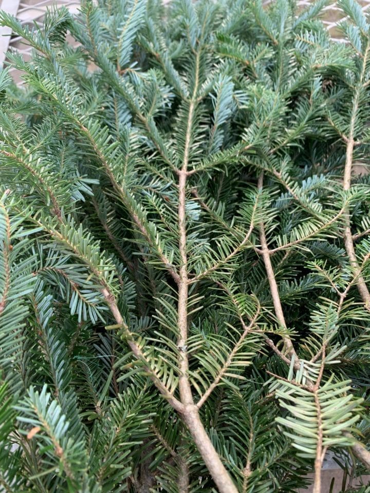 Fraser Fir Boughs