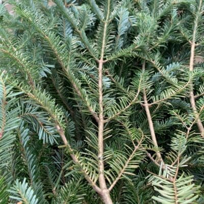 Fraser Fir Boughs