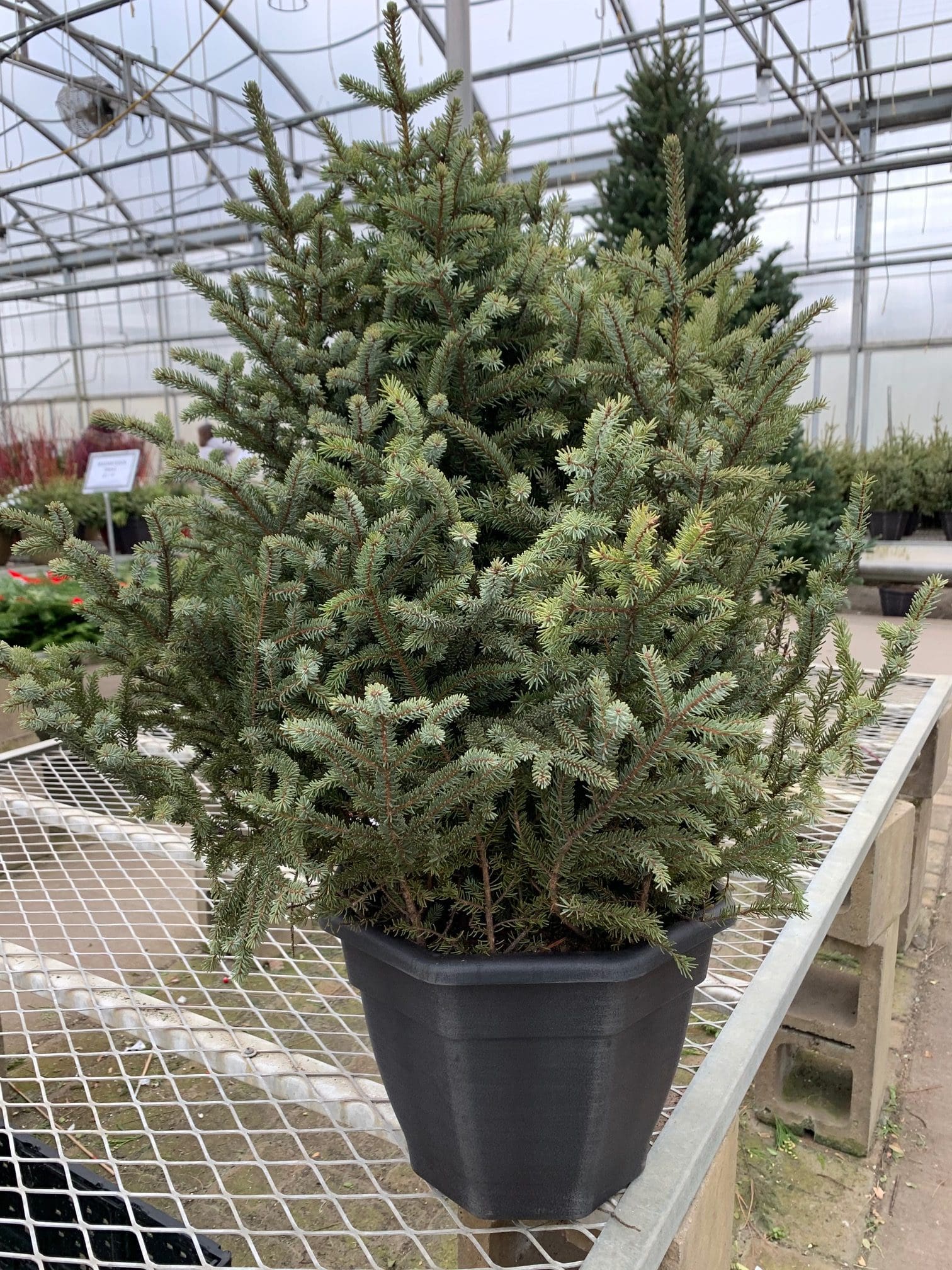 Plain Spruce Tip Pot Pahl's Market Apple Valley, MN