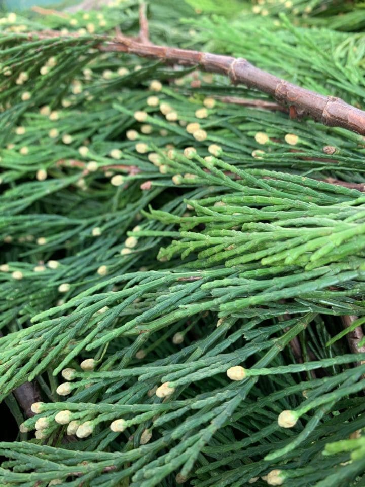 Incense Cedar