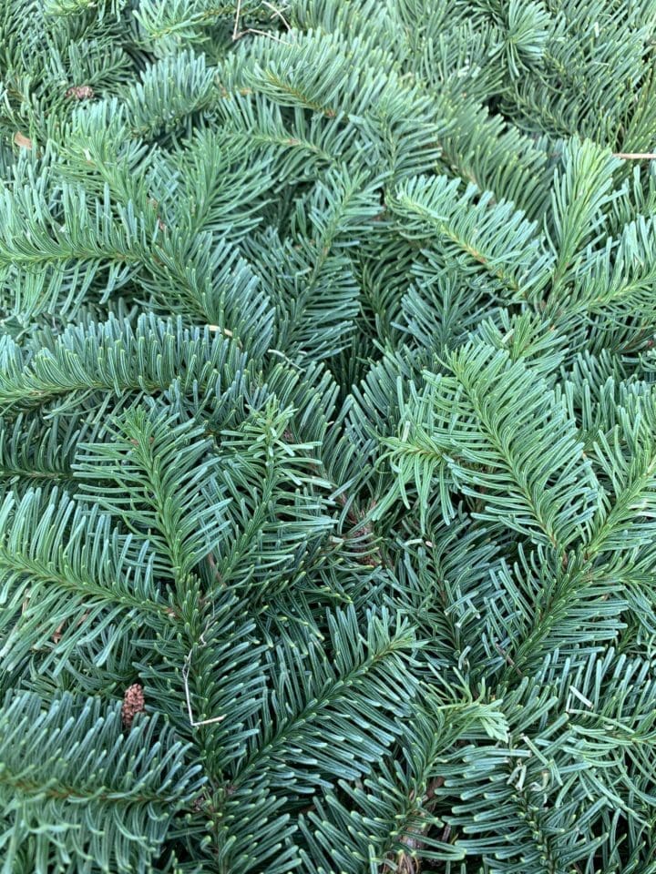 Noble Fir Tips