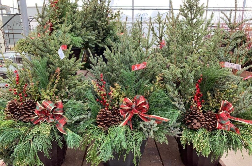 Welcome Winter with a Handcrafted Spruce Tip Pot