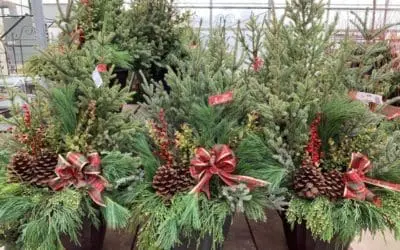 Welcome Winter with a Handcrafted Spruce Tip Pot