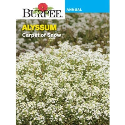 Alyssum Carpet Of Snow Burpee