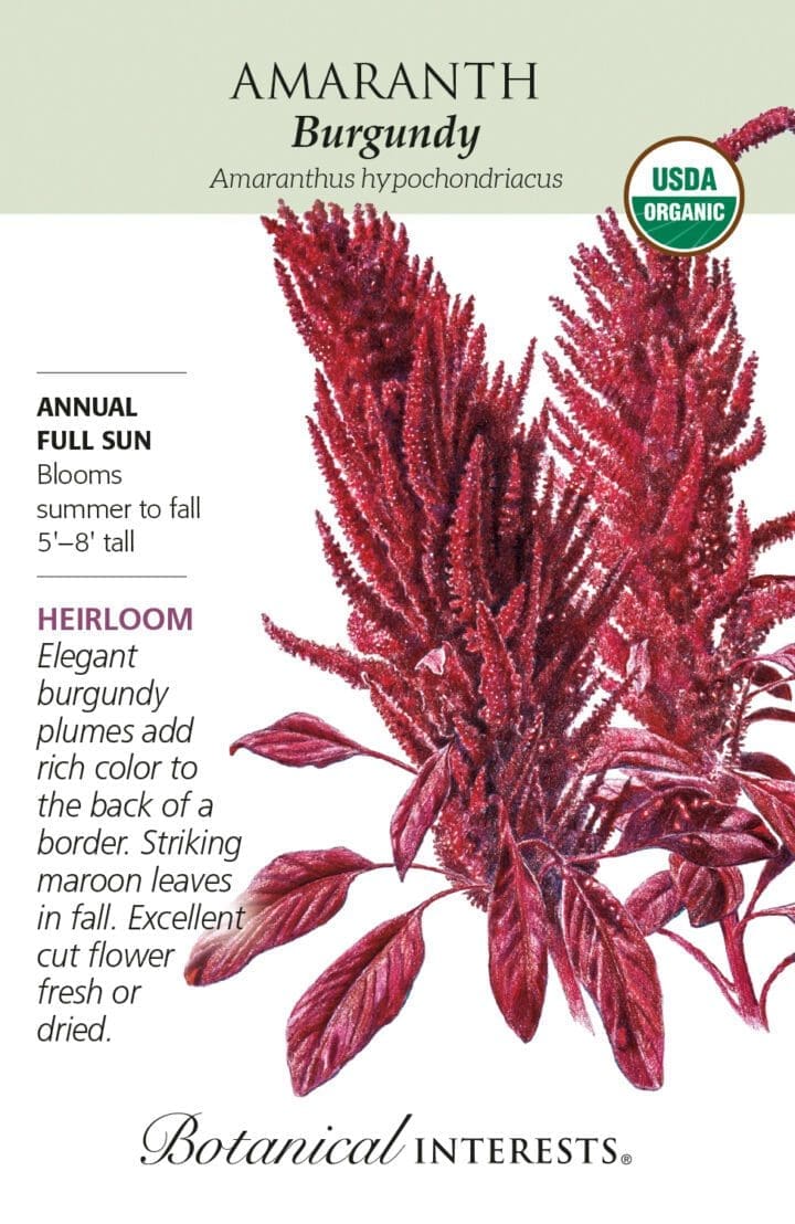 Amaranth Burgundy Organic Botanical