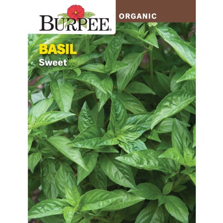 Basil Sweet Organic Burpee