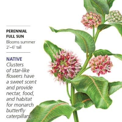 Butterfly Flower Showy Milkweed Botanical