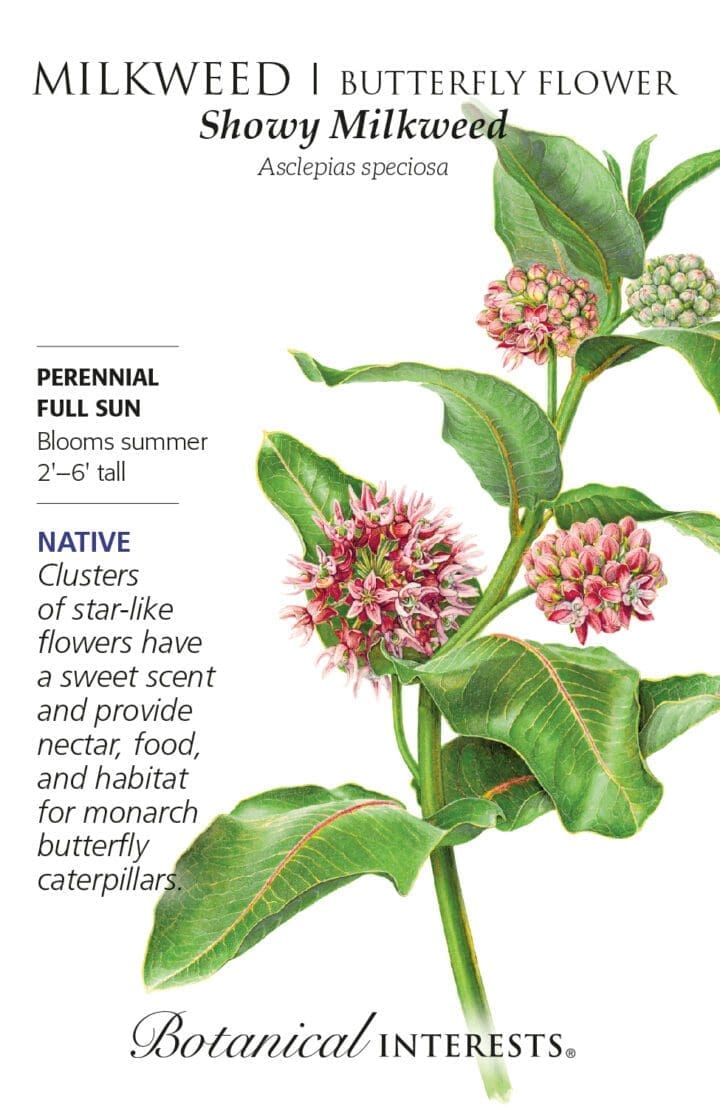 Butterfly Flower Showy Milkweed Botanical