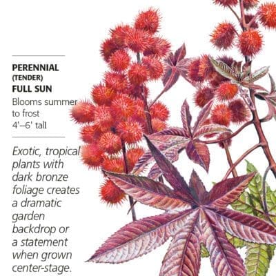 Castor Bean Impala Botanical