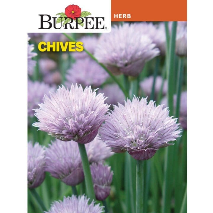 Chives Dolores Burpee