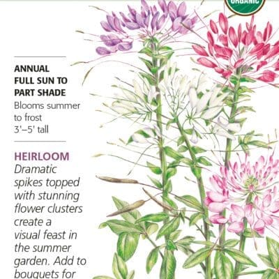 Cleome Fountain Blend Organic Botanical
