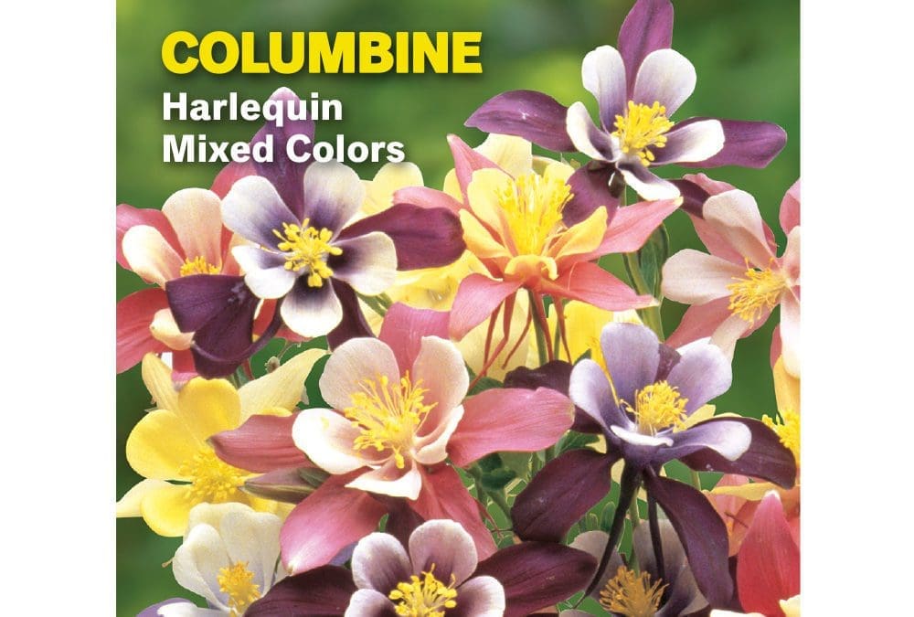 Columbine Harlequin Mixed Colors Perennial Burpee