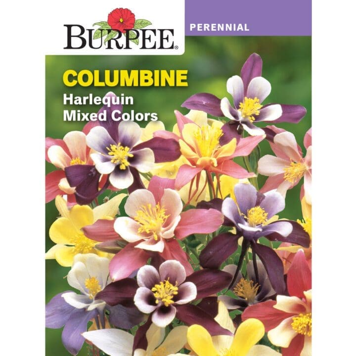 Columbine Harlequin Mixed Colors Perennial Burpee