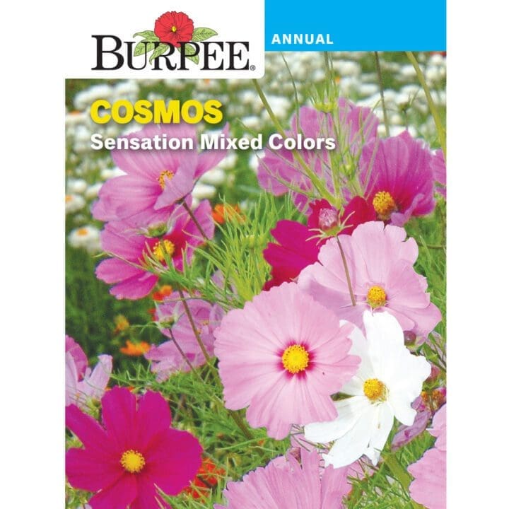 Cosmos Sensation Mixed Colors Burpee