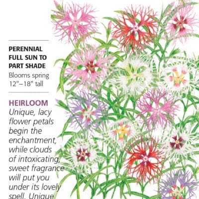 Cottage Pinks Rainbow Lovelin Botanical