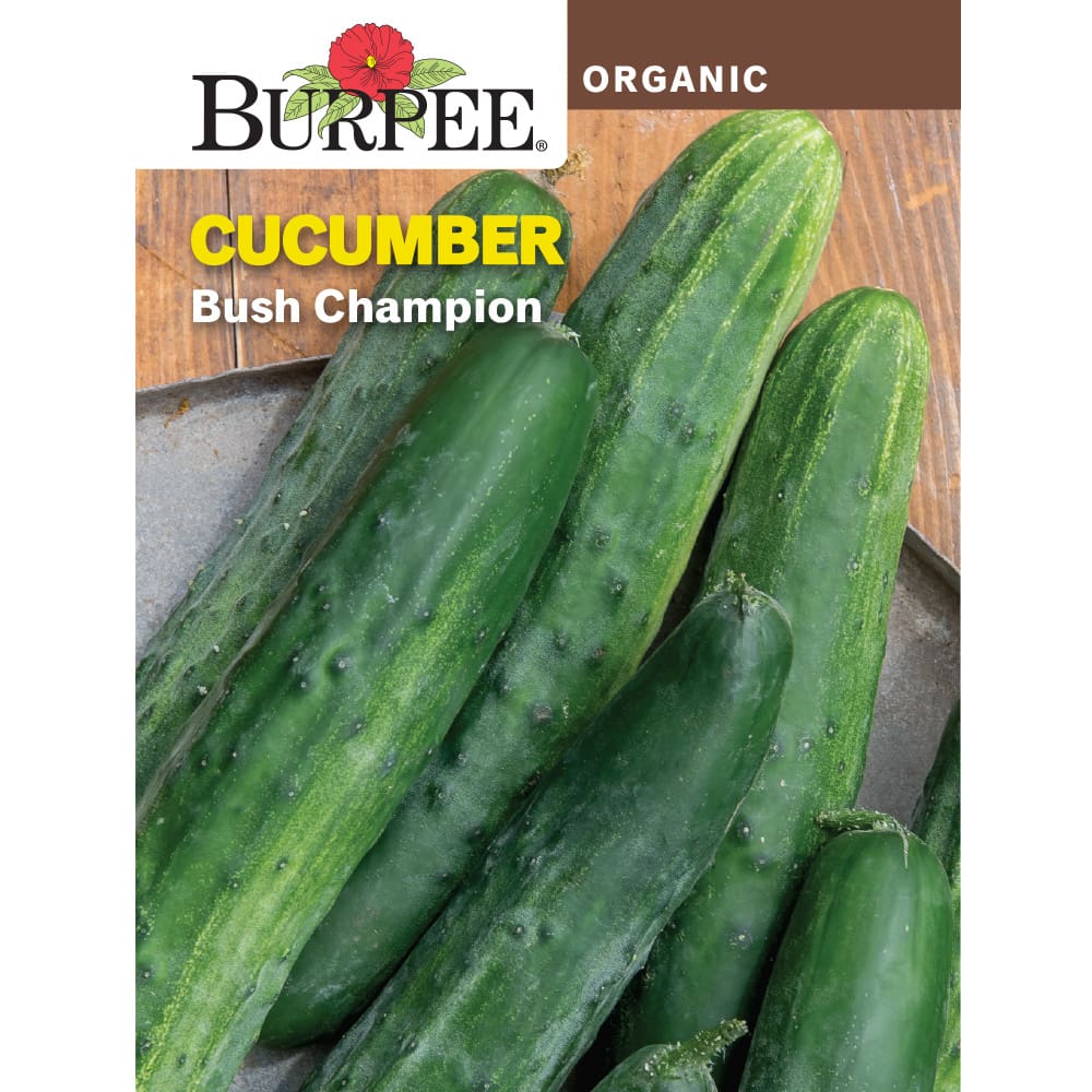 Scrupulous Transcend Compose Cucumber Bush Champion Organic Burpee - Pahl's Market - Apple Valley, MN