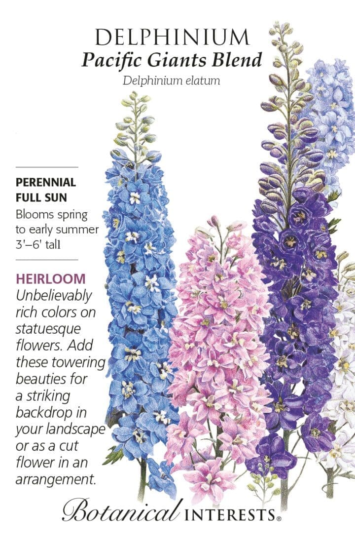 Delphinium Pacific Giant Blend Botanical
