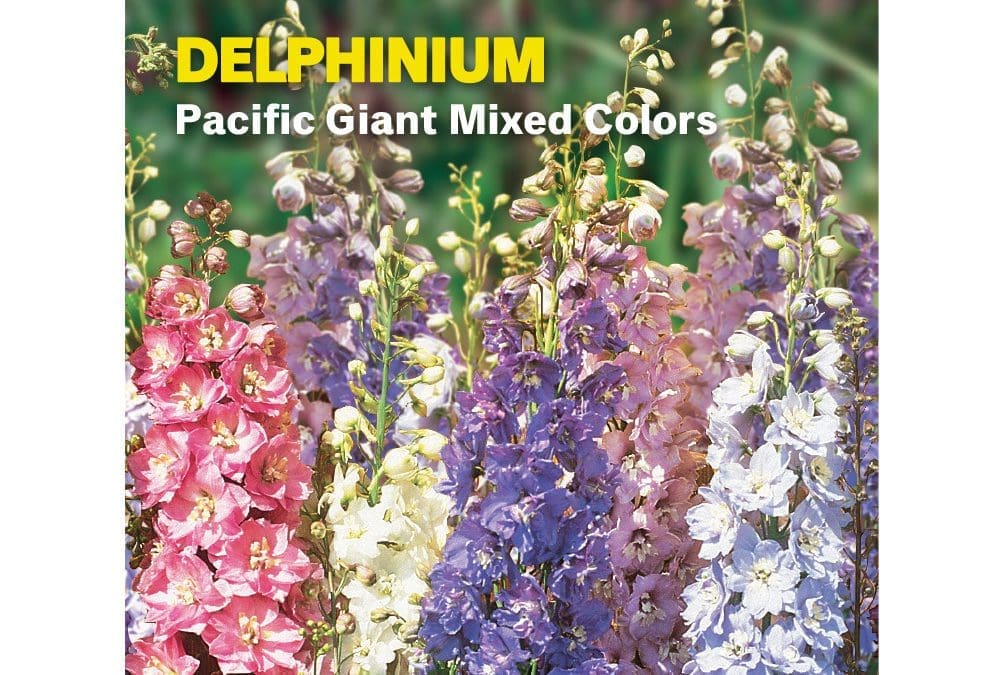 Delphinium Pacific Giant Mixed Colors Perennial Burpee