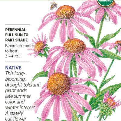 Echinacea Purple Coneflower Organic Botanical