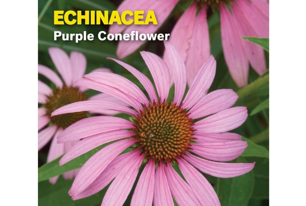 Echinacea Purple Coneflower Perennial Burpee