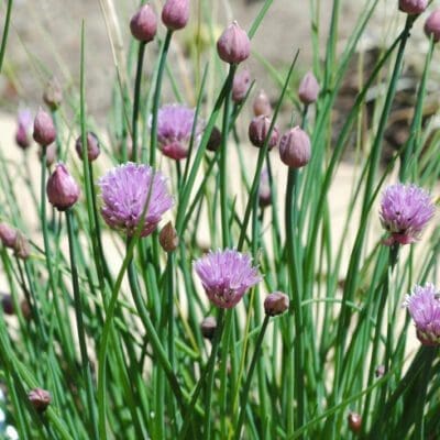 Chives
