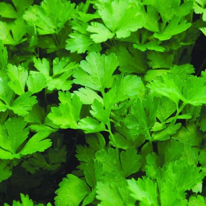Parsley Italian  (Sun) - Image 2
