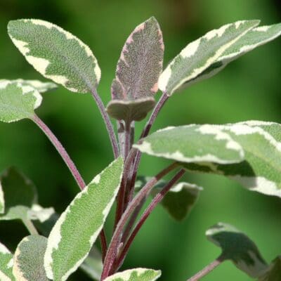 Tricolor Sage