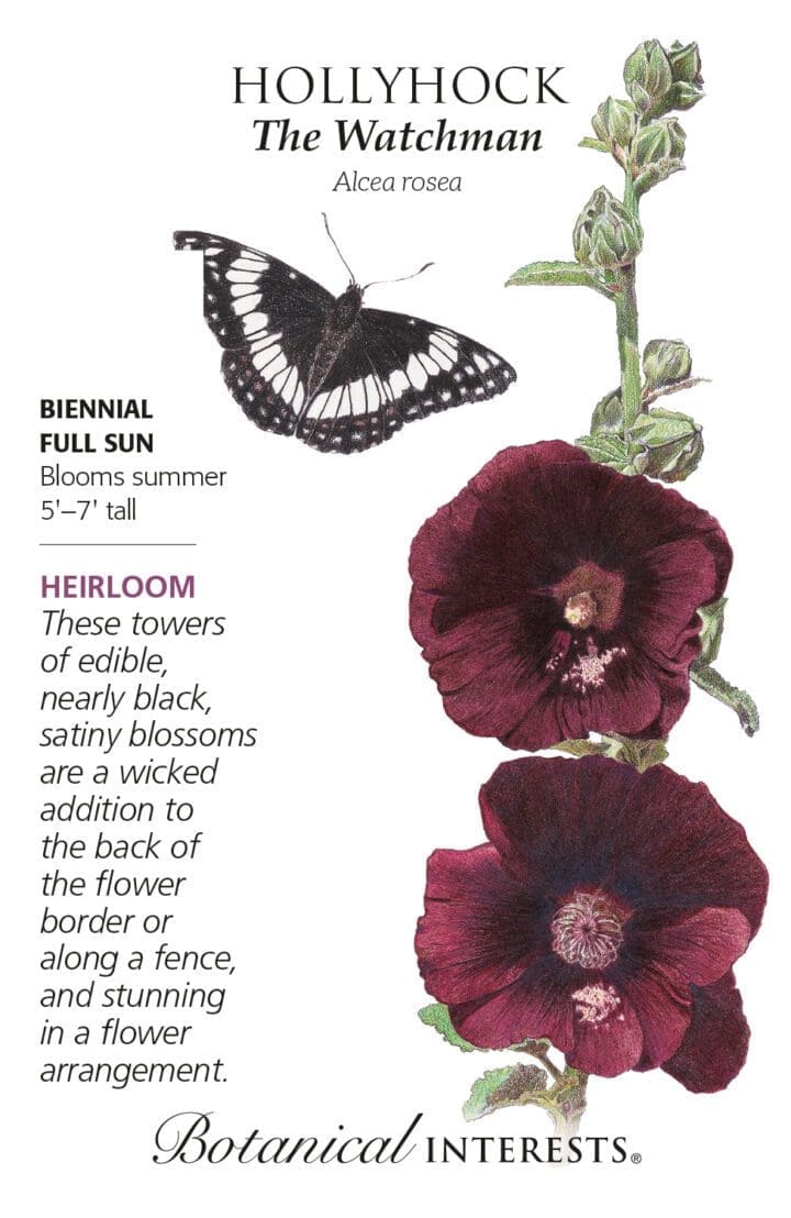 Hollyhock The Watchman Botanical