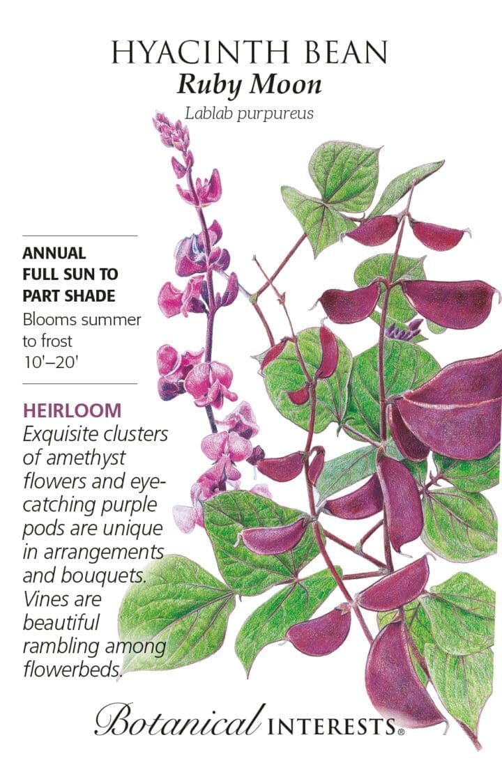 Hyacinth Bean Ruby Moon Botanical