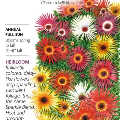 Iceplant Livingstone Daisy Sparkle Botanical