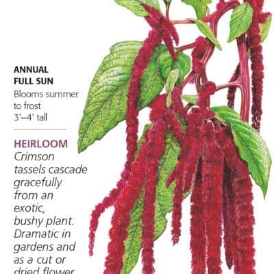 Love Lies Bleeding Botanical