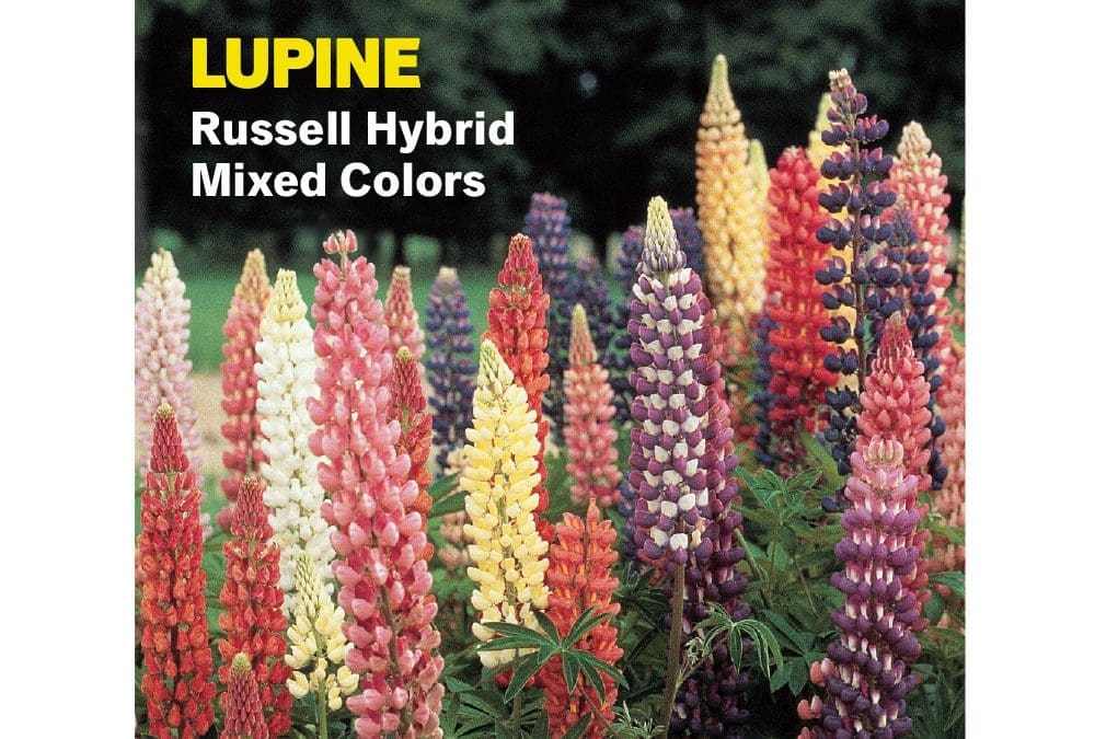 Lupine Russell Hybrid Mixed Colors Perennial Burpee