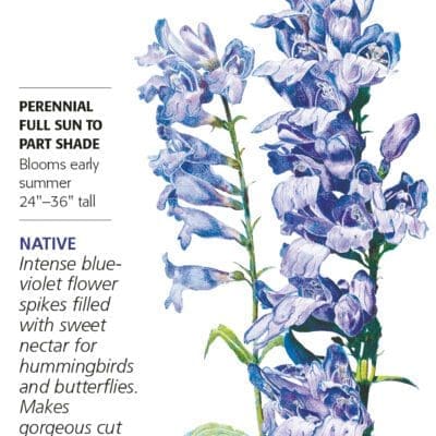 Penstemon Rocky Mountain Blue Botanical