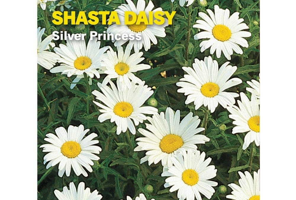 Shasta Daisy Silver Princess Perennial Burpee