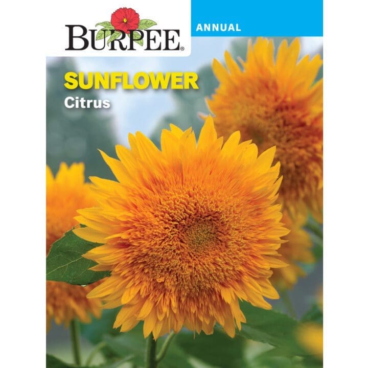 Sunflower Citrus Burpee