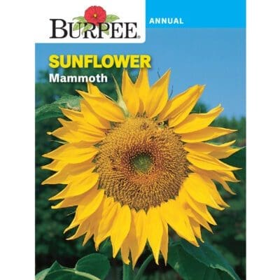 Sunflower Mammoth Burpee