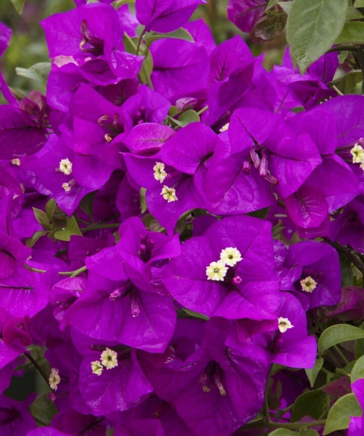 Purple Queen Bougainvillea