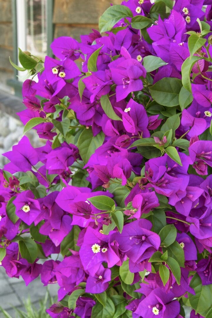 Purple Queen Bougainvillea - Image 2