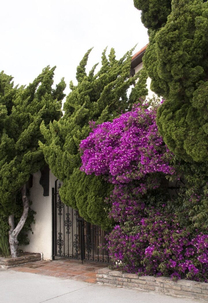 Purple Queen Bougainvillea - Image 3