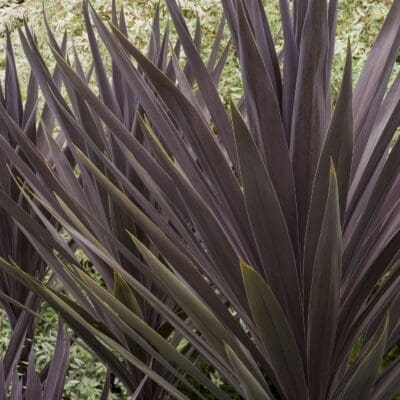 Bauer's Dracaena Palm