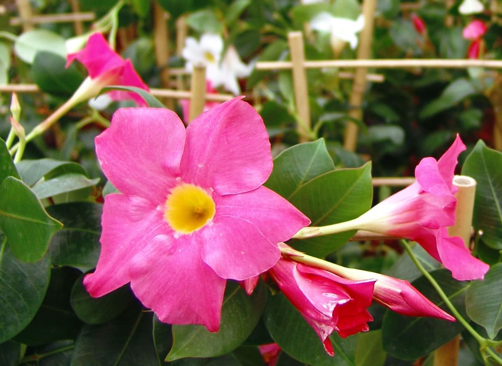 KD Spain — Bonaire Big Flowers Tropical Colorful Pink and