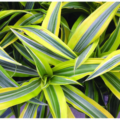 Warneckii Goldstar Dracaena