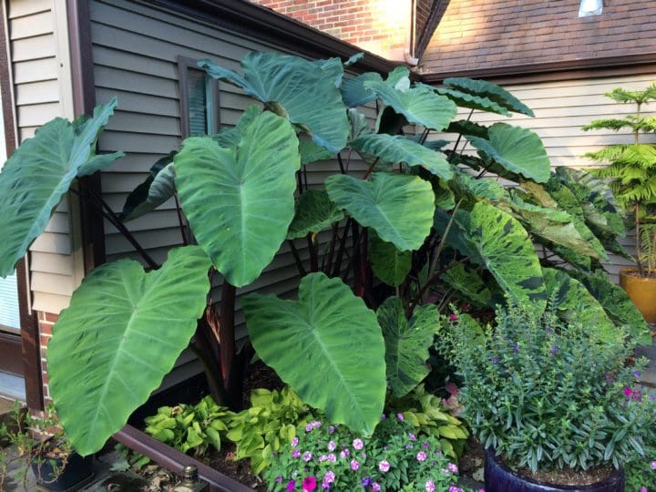 Heart Of The Jungle Colocasia - Image 2