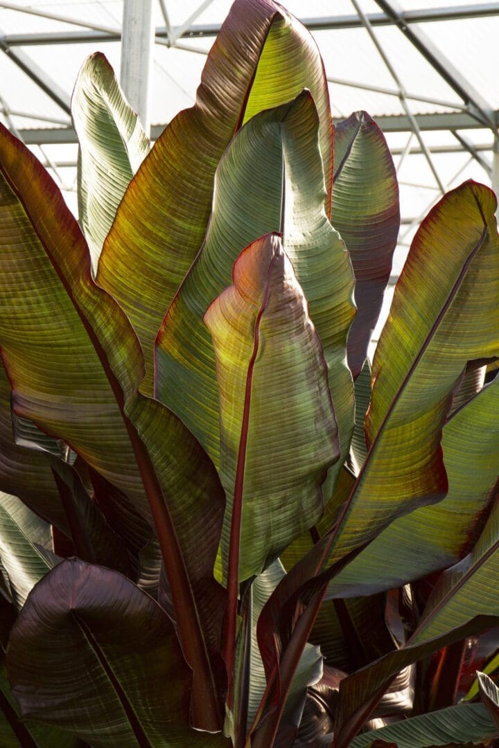 Red Leaved Banana - Image 2